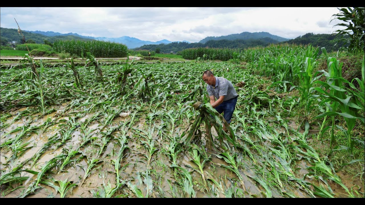 Ice Age Farmer: You Won’t hear this on the news! — Nations unable to feed themselves?