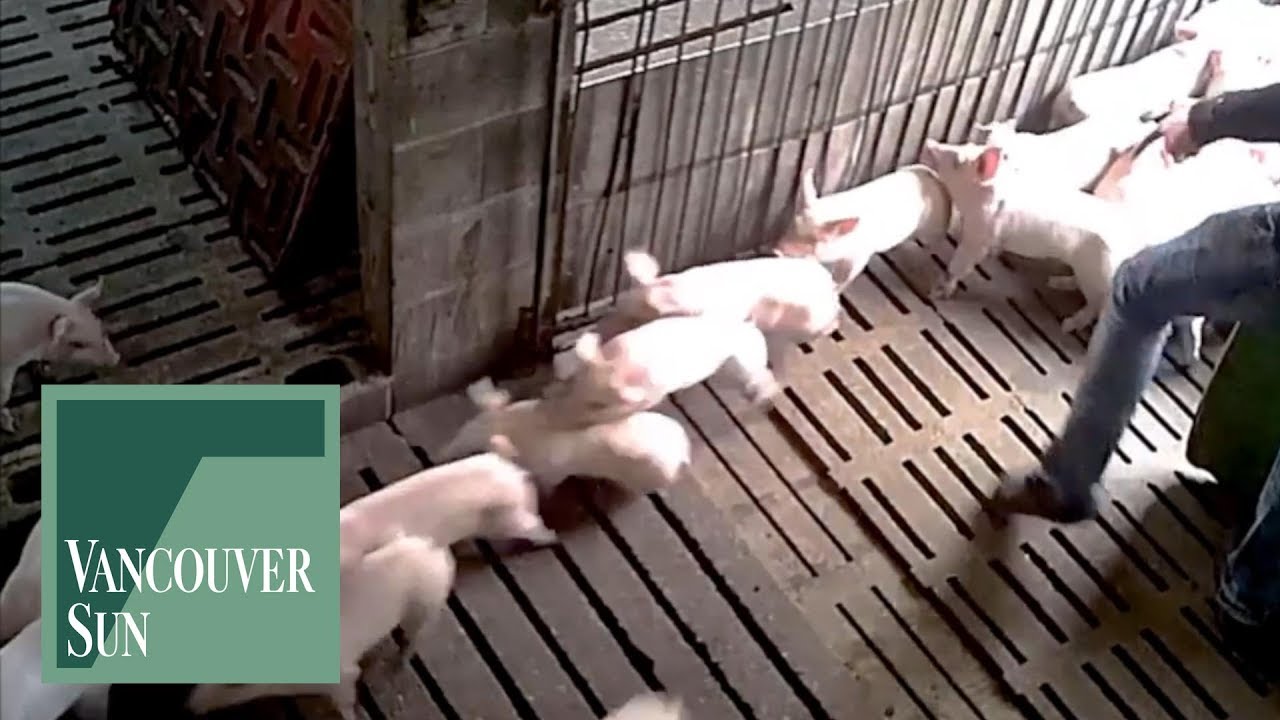 WARNING: Hidden camera footage of alleged misconduct at a B.C. pig farm | Vancouver Sun